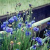 あったか土佐入野②