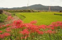 何度目の秋