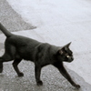 横切る黒猫