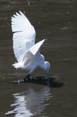 IMGP7583-1