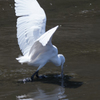 IMGP7583-1