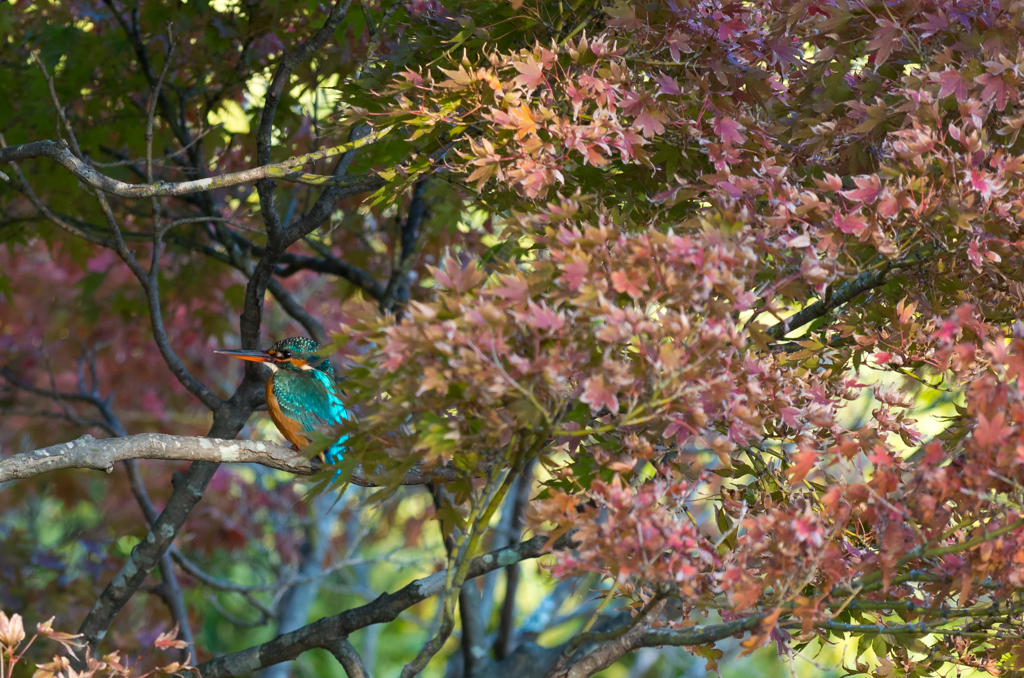 IMGP3326-1