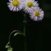 IMGP3922