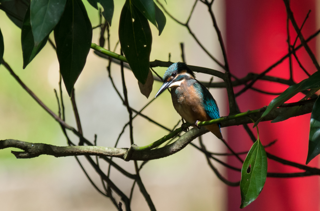 IMGP1418-1