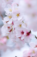 曇天桜