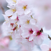 曇天桜