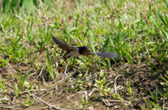IMGP4726-1