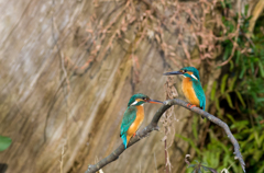 IMGP2677-1