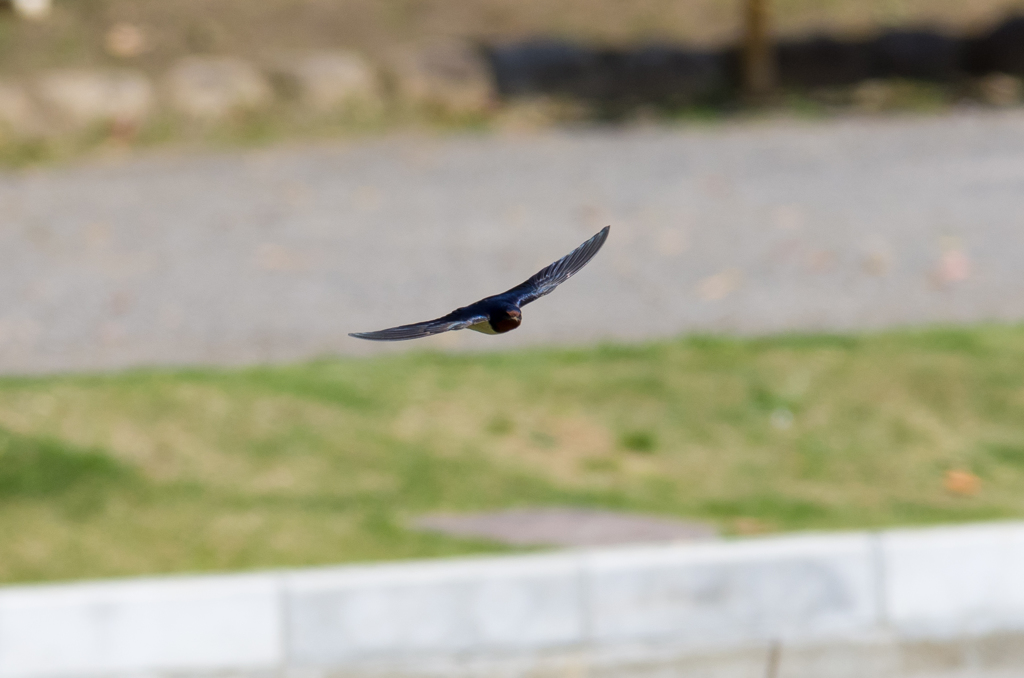 IMGP4747-1