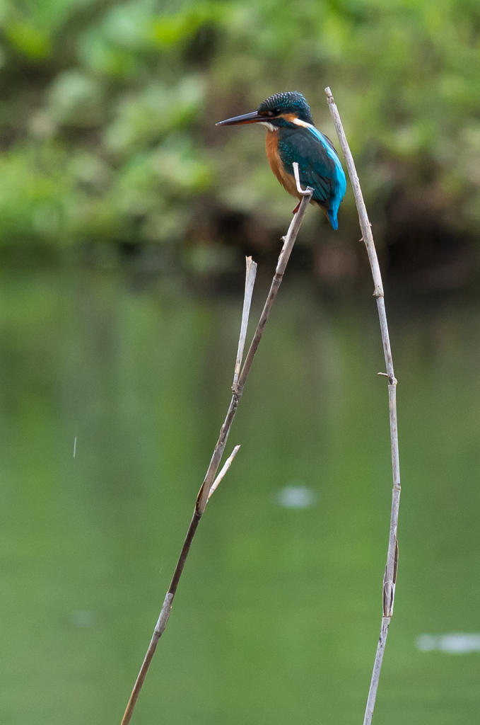 IMGP1045-1