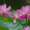 IMGP9956