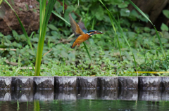 IMGP1086-1