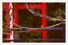 鳥居を背に