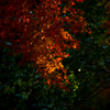 IMGP7449-1