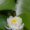 睡蓮　其の四