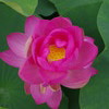 IMGP9981