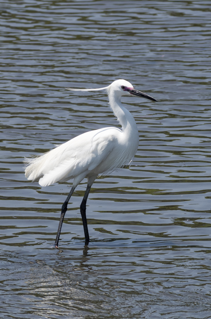 IMGP7674-1