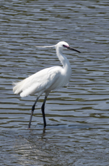 IMGP7674-1