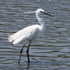 IMGP7674-1