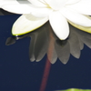 IMGP6257