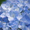 IMGP8974