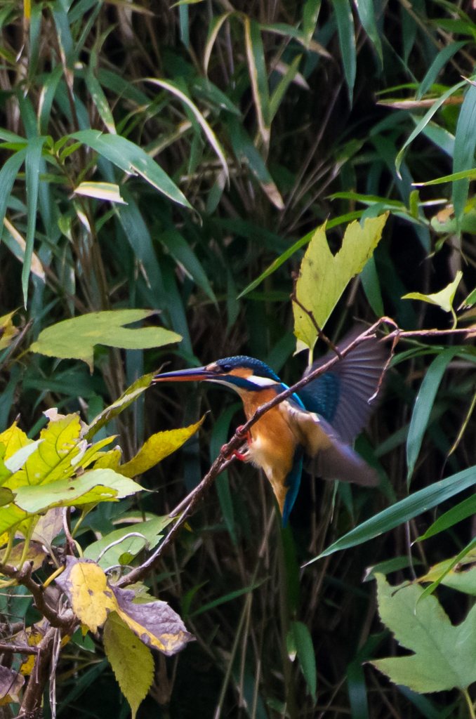 IMGP8561-1