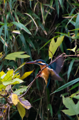 IMGP8561-1