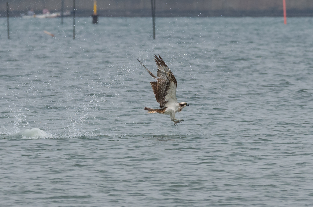IMGP5293-1