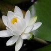 睡蓮　其の一
