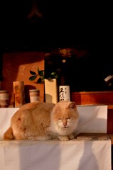 神奈川海岸エリアのネコ　お供え物の棚のネコ