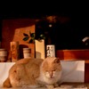 神奈川海岸エリアのネコ　お供え物の棚のネコ