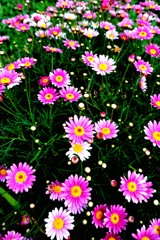 銚子ぷらり　お花