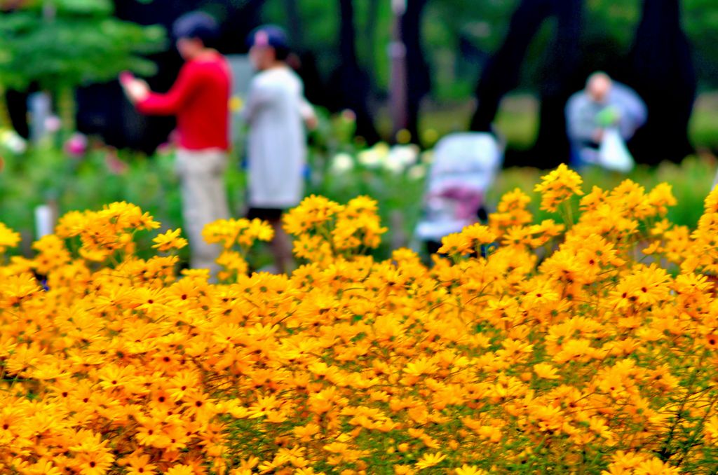 花ざかりの小金井公園