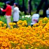 花ざかりの小金井公園