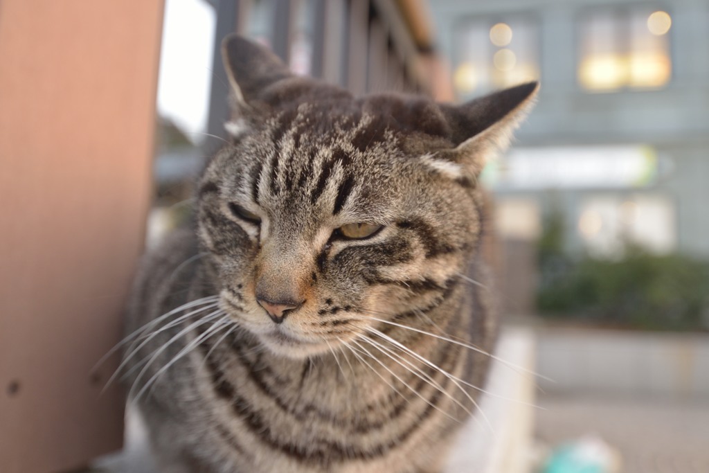 神奈川海岸エリアのネコ　黄昏猫ちゃん