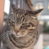神奈川海岸エリアのネコ　黄昏猫ちゃん