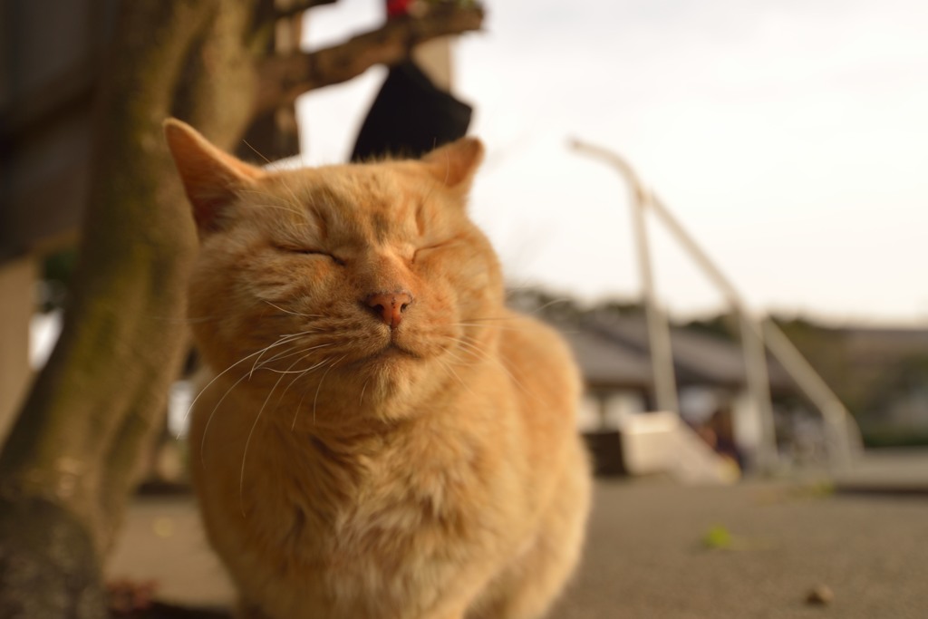 神奈川海岸エリアのネコ　ぽわーんと眠い。。