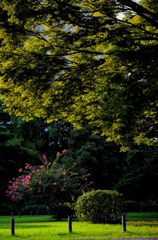 逆光の彩り