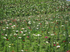 高原の花園　１