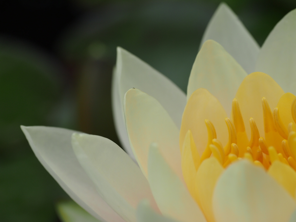 凛と咲く花