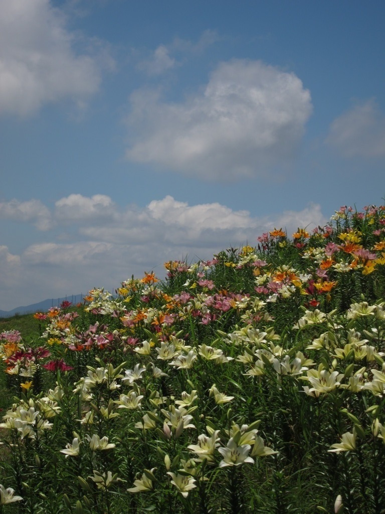 夏空