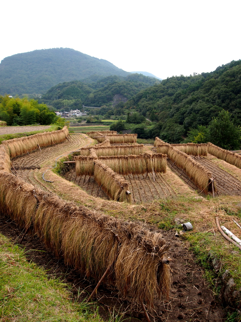 里山の風景２