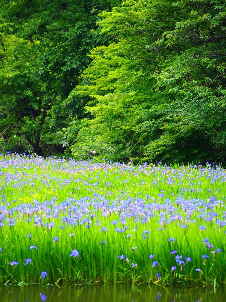 満開カキツバタ