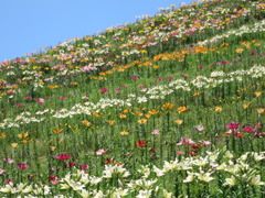 高原の花園　２