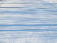 新雪、木立の影