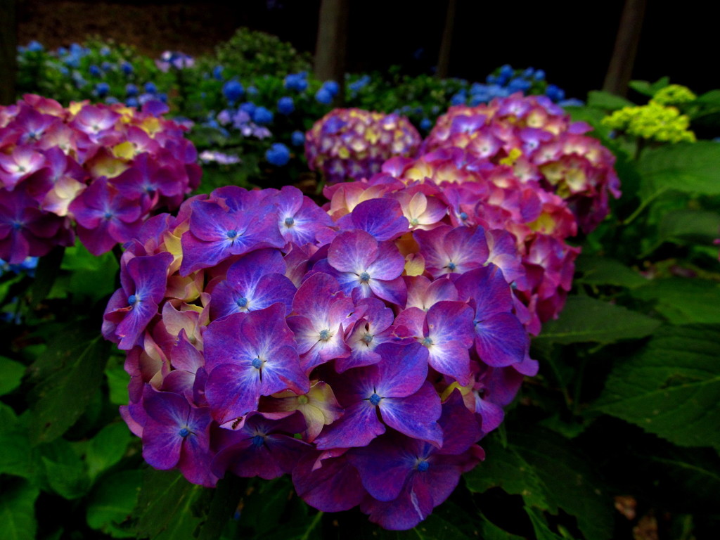 紫陽花