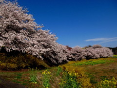 秘密の花園