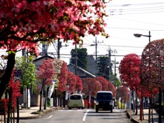 花水木並木