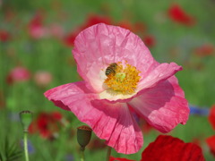 芥子と蜜蜂