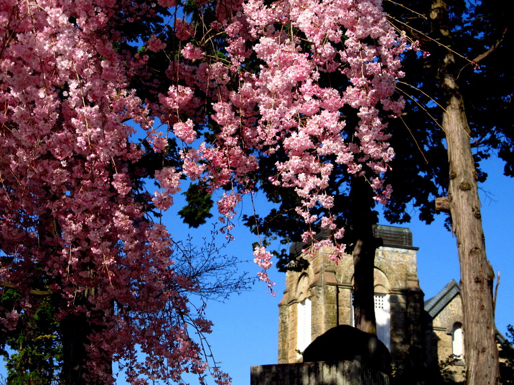 安中教会の枝垂れ八重桜